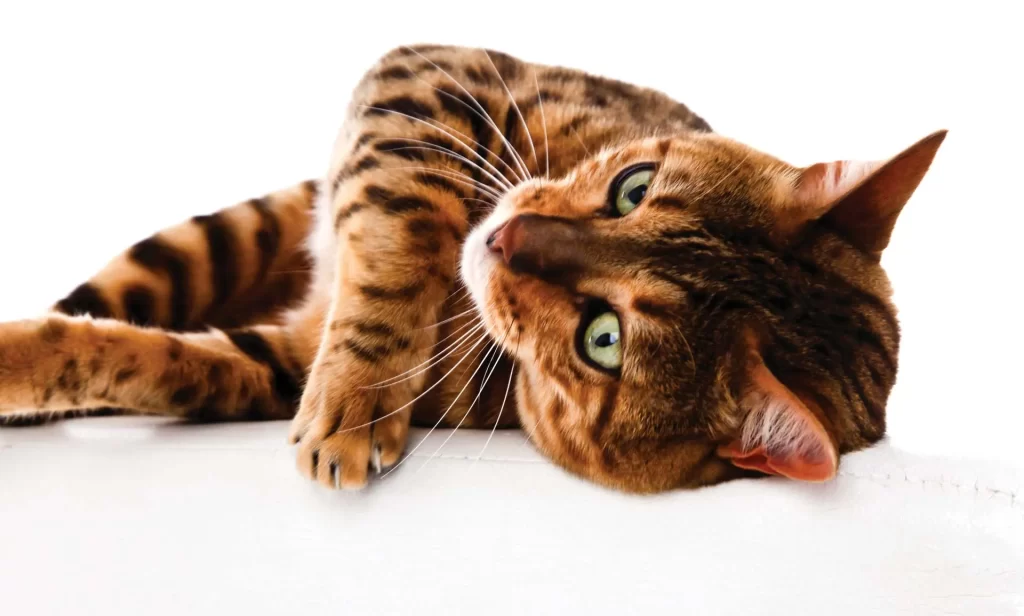 A brown and black spotted cat with green eyes lies on its side against a white background.