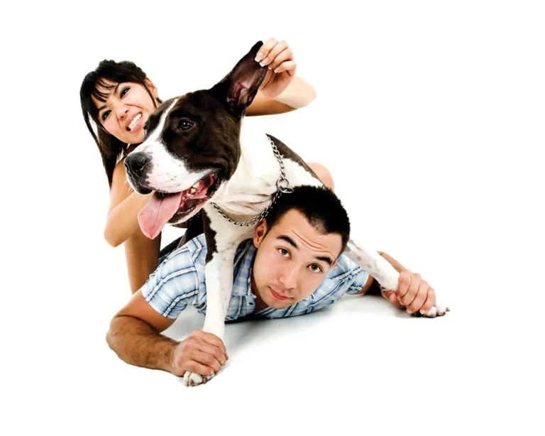 A woman and a man lie on the floor with a large black and white dog in front of them. The woman is playfully holding the dog's ear. The background is white.